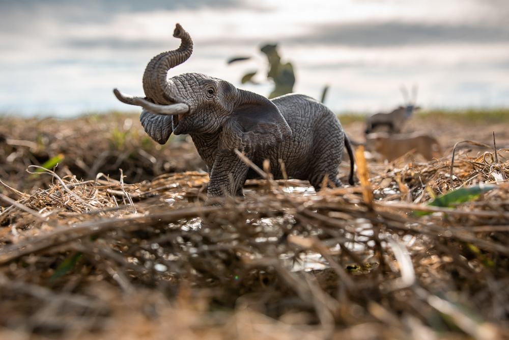 Elefant Safari